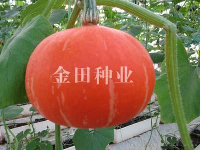 金辉F1 - 南瓜种子