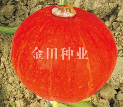 金辉二号F1 - 南瓜种子
