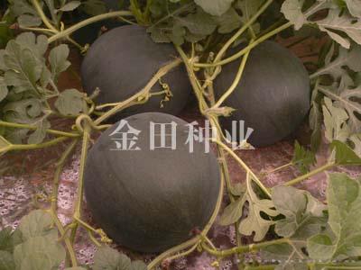 黑帅F1 - 西瓜种子