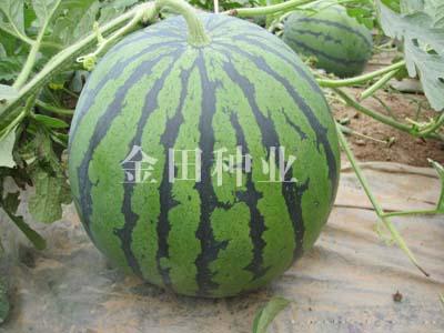 佳丰F1 - 西瓜种子