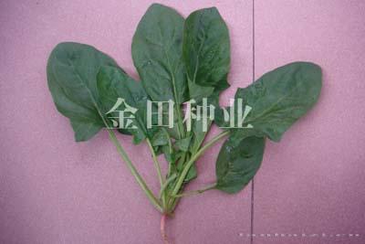 赛迪F1 - 菠菜种子