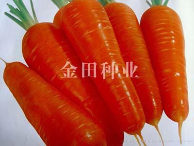 红秀玲F1 - 胡萝卜种子