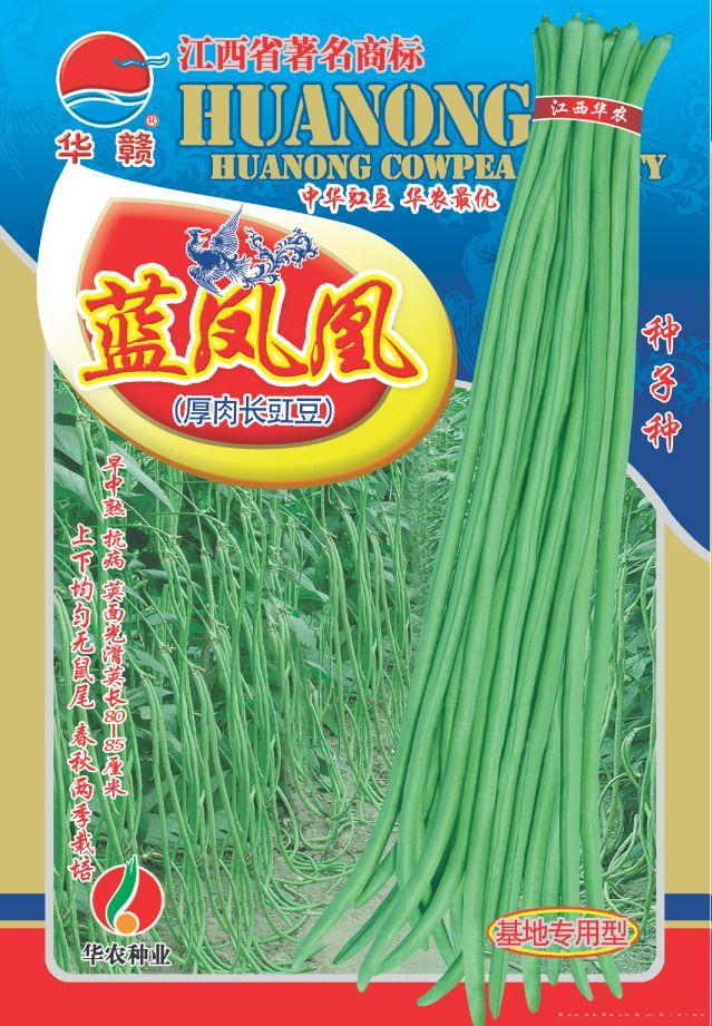 蓝凤凰—豇豆种子