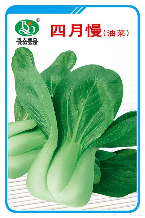 供应四月慢-青梗菜种子