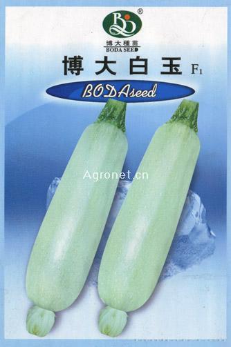 供应博大白玉-西葫芦种子