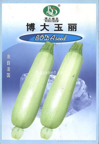 供应博大玉丽-西葫芦种子