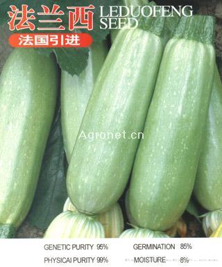 供应法兰西-西葫芦种子