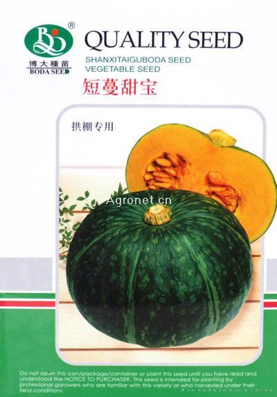 供应短蔓甜宝-南瓜种子