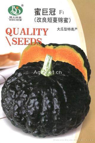 供应蜜巨冠-南瓜种子