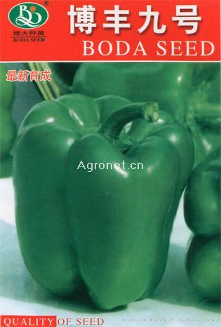 供应博丰九号-辣椒种子