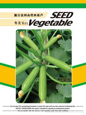 冬美玉——西葫芦种子