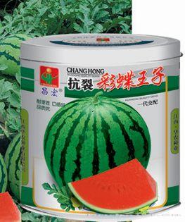 抗裂彩蝶王子—西瓜种子 