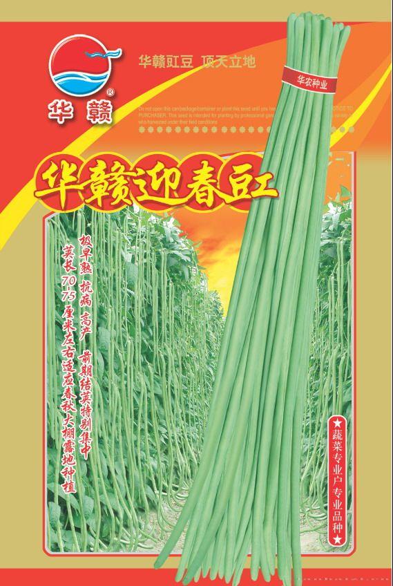 华赣迎春豇—豇豆种子 