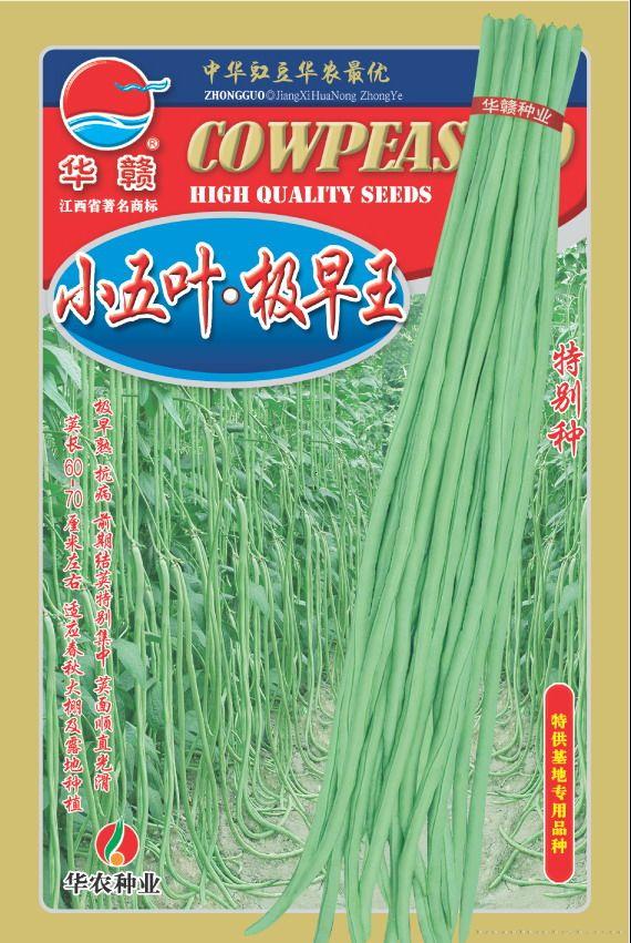 小五叶极早王—豇豆种子 