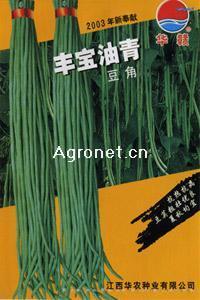丰宝油青（豆角）—豇豆种子 