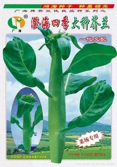四季大种芥兰（500克）