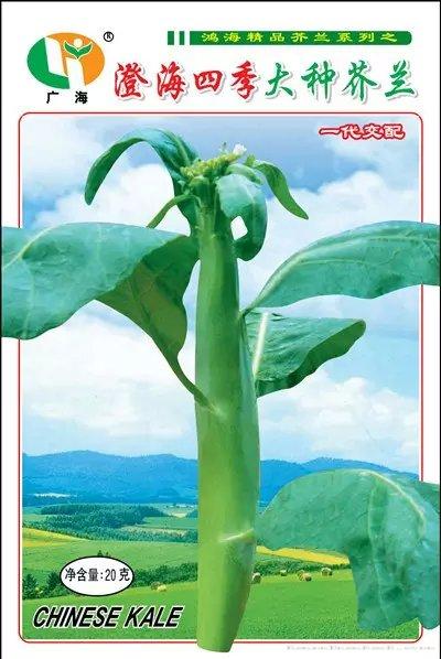 四季大种芥兰（20克）