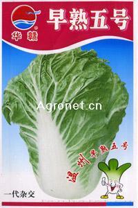 早熟五号—大白菜种子
