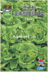 意大利全年耐抽苔—生菜种子 