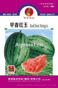 早园春红—西瓜种子 