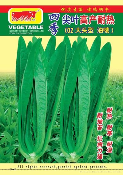 四季尖叶高产耐热油麦