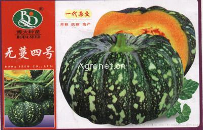 无蔓四号-南瓜种子