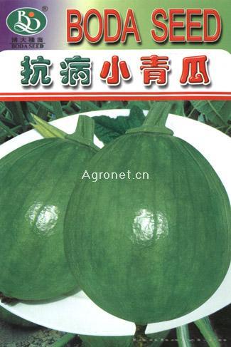 抗病小青瓜