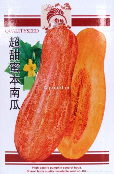 超甜蜜本南瓜-南瓜种子