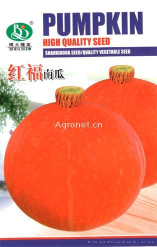 红福-南瓜种子