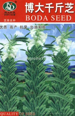 博大千斤芝