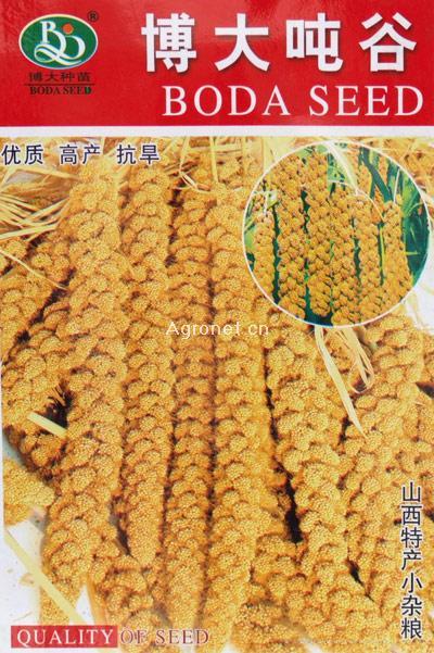 博大吨谷