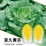 抗病黄芯白菜种子