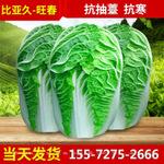 良种抗病蔬菜种子 白菜种子