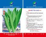 油麦菜种子