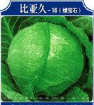16绿宝石甘蓝种子