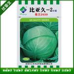 荷兰进口2039原种