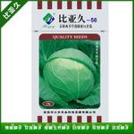 进口早熟50天圆球(新绿宝)甘蓝种子
