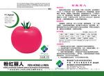 无限生长高产大粉果番茄种子-粉红丽人