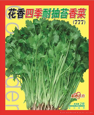 花香四季耐抽苔香菜