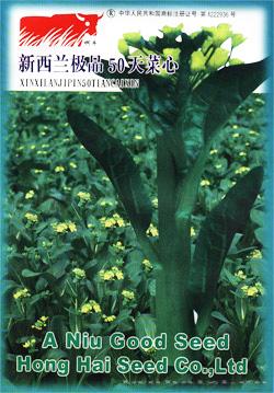 新西兰极品50天菜心