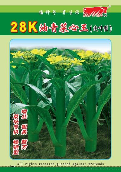 28k尖叶菜心