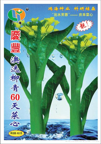 庆丰60天菜心