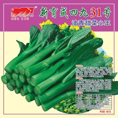 新育成四九31号菜心