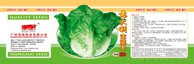 意大利生菜王