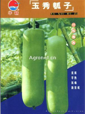 江西华农玉秀—瓠瓜种子 