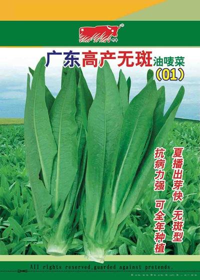 广东高产无斑油麦
