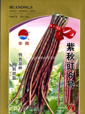 优选紫秋豇6号—豇豆种子 