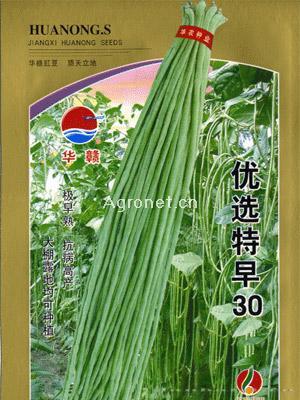 优选特早30—豇豆种子 