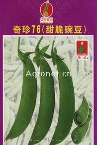 奇珍76（甜脆豌豆）—豌豆种子 