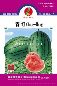 春红—西瓜种子 